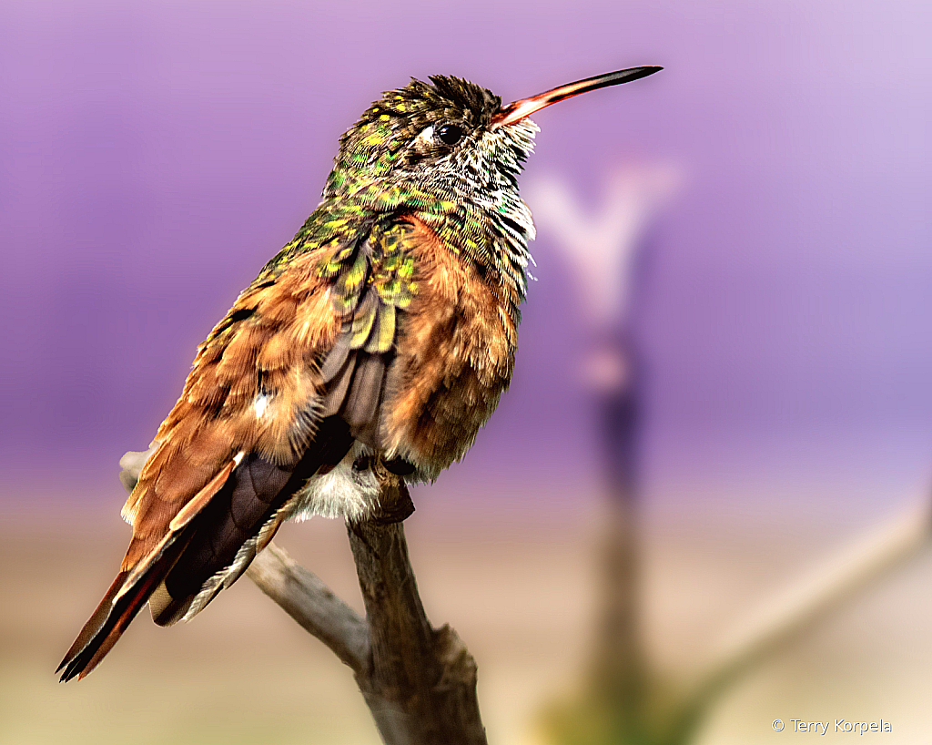 Emerald Hummingbird