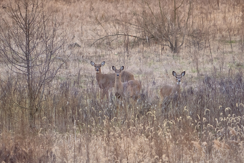 Three Deer in the Meadow