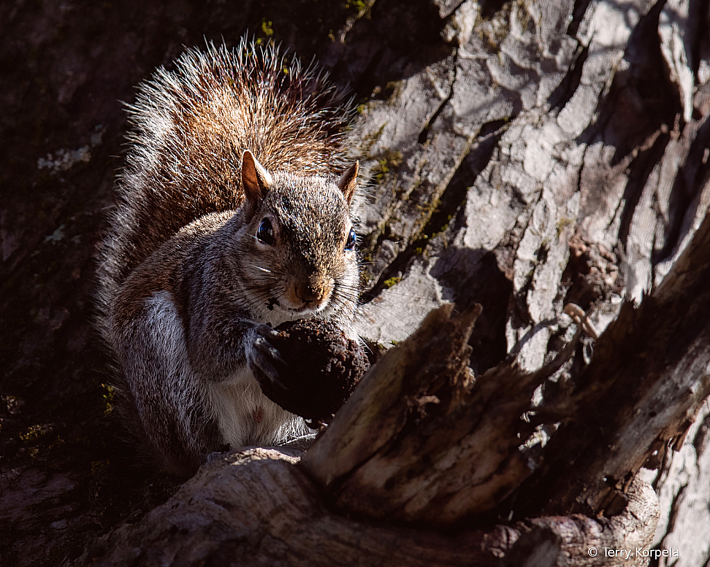 Squirrel at Sycamore Shoals