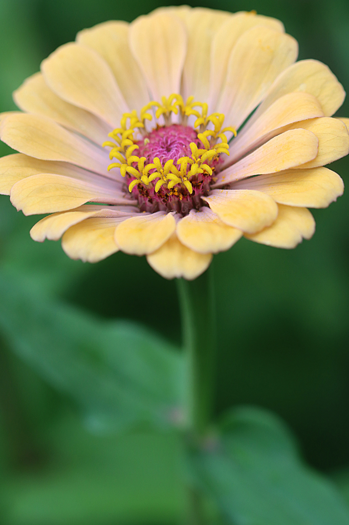 Yellow Zinnia