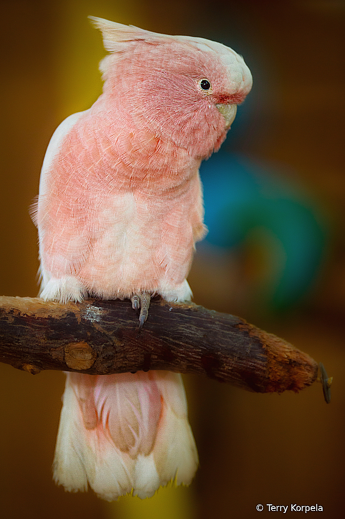 Major Mitchell's Cockatoo