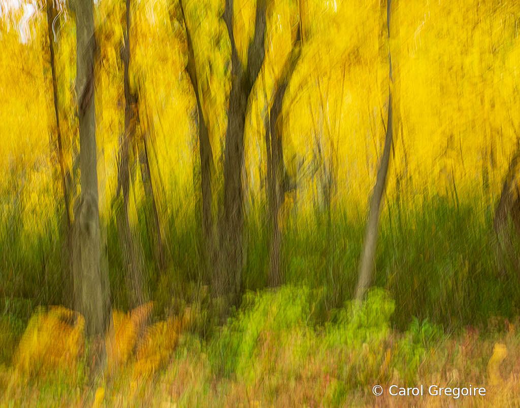 Autumn Abstract Trees