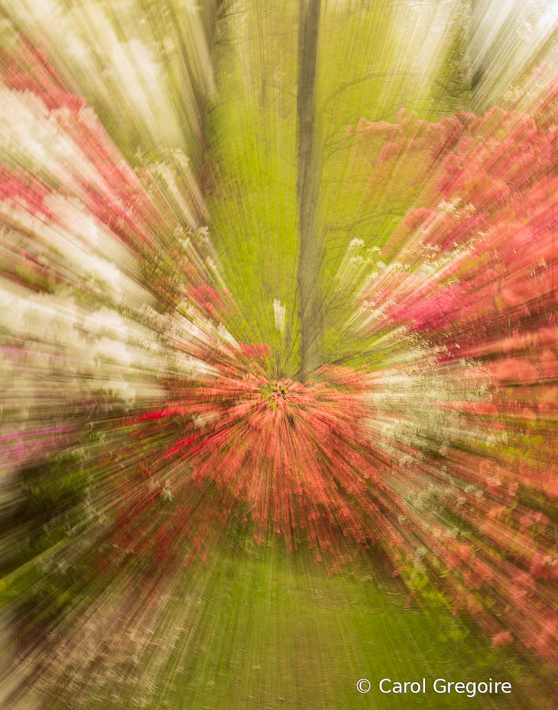 Azalia Garden Abstract