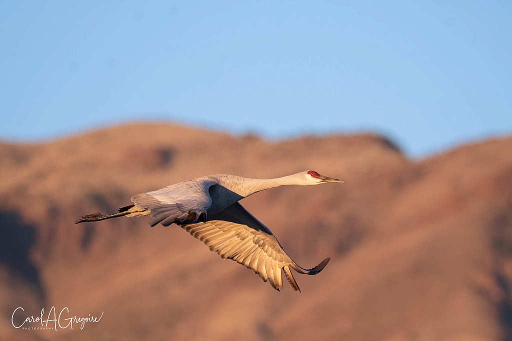 Sand Hill Crane at Bosque