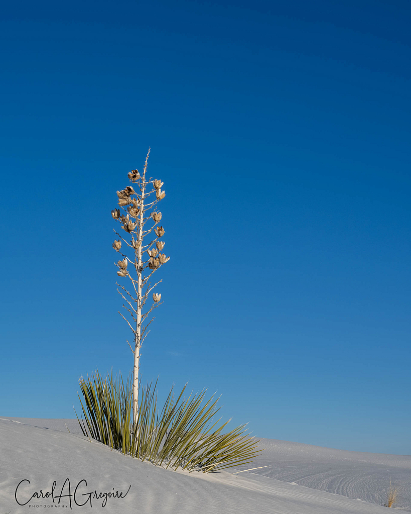 White Sands Yucca