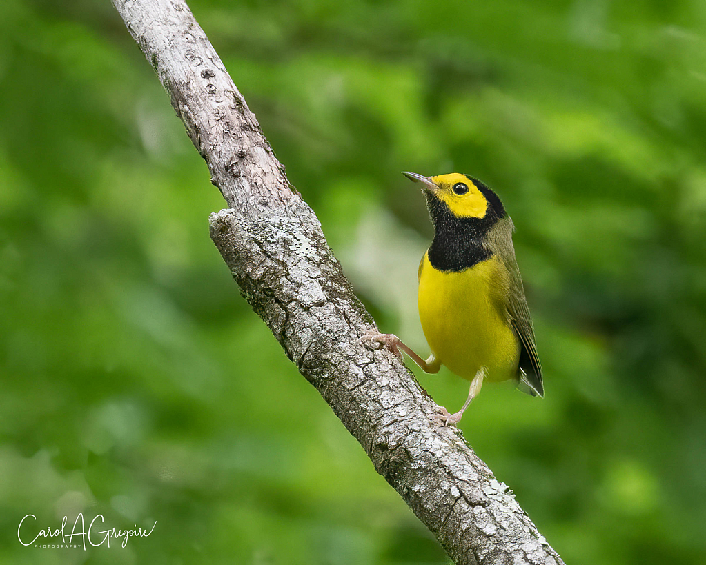 Hooded Warbler Perched