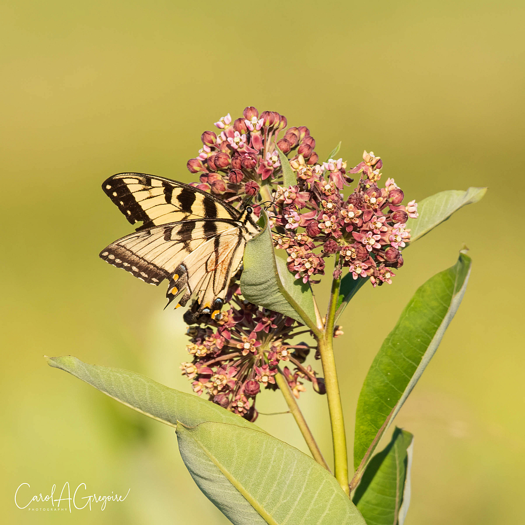 Swallowtail Meal Time