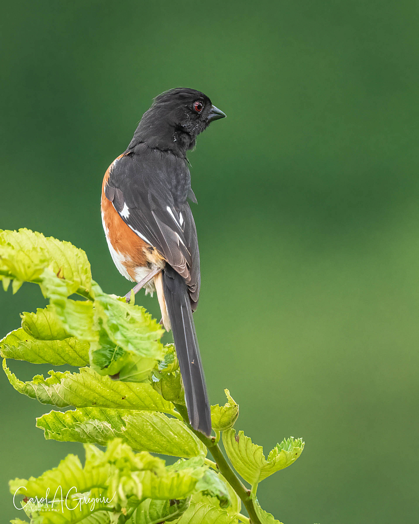 Perched Eastern Towhee