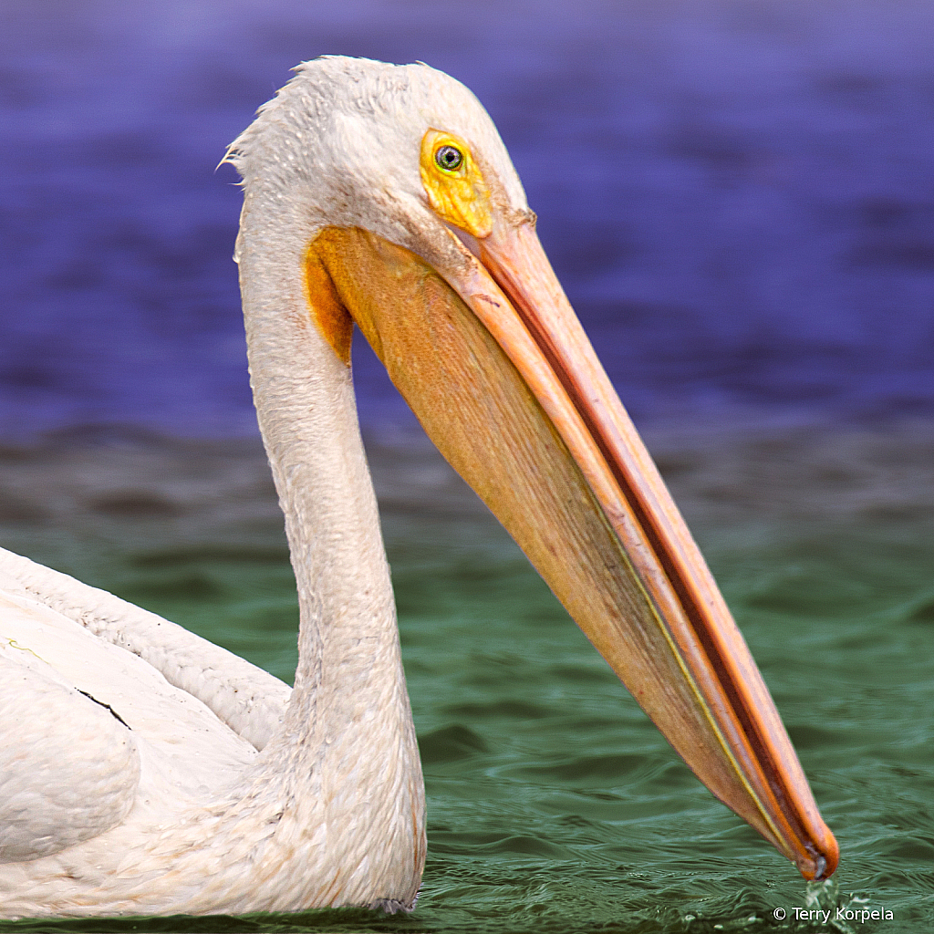 American White Pelican