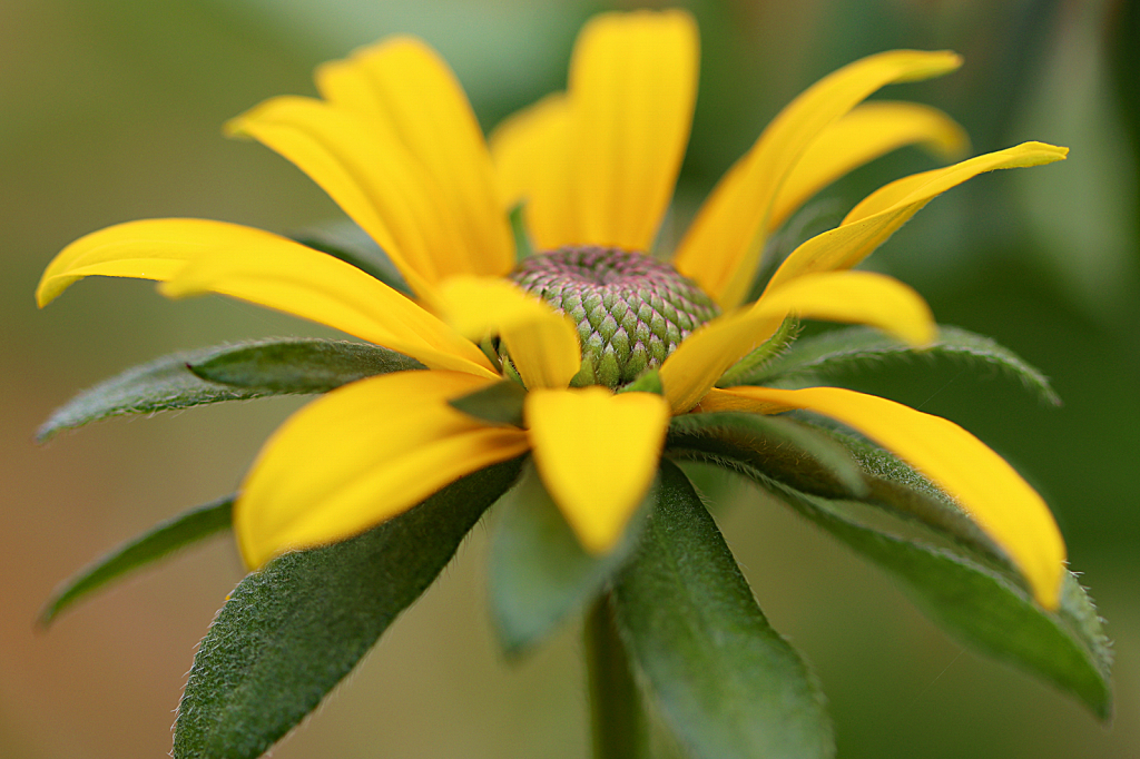 Black Eyed Susan 2