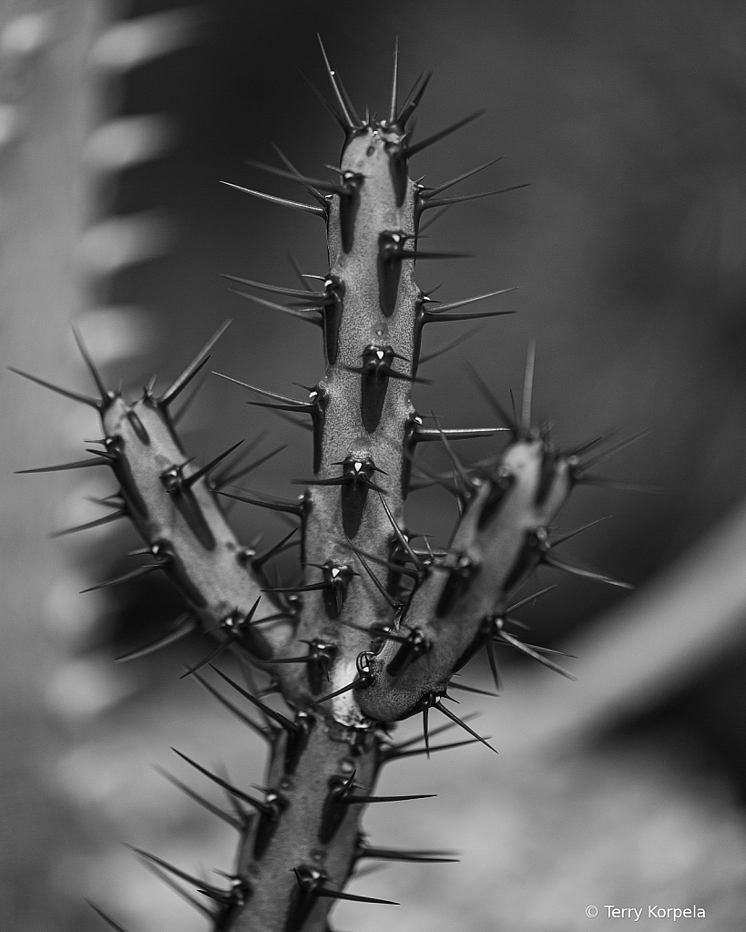 Berkeley Botanical Garden B&W