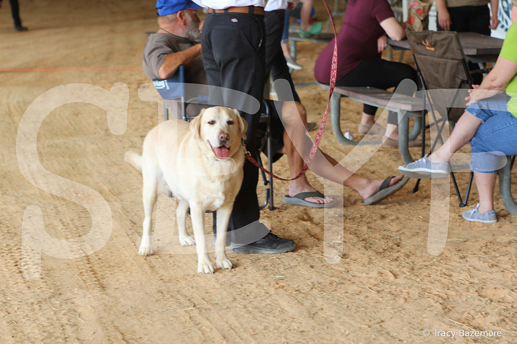 dog779