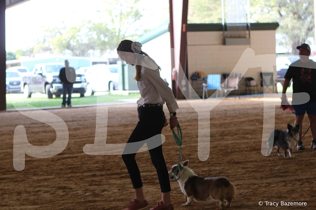 dog1012