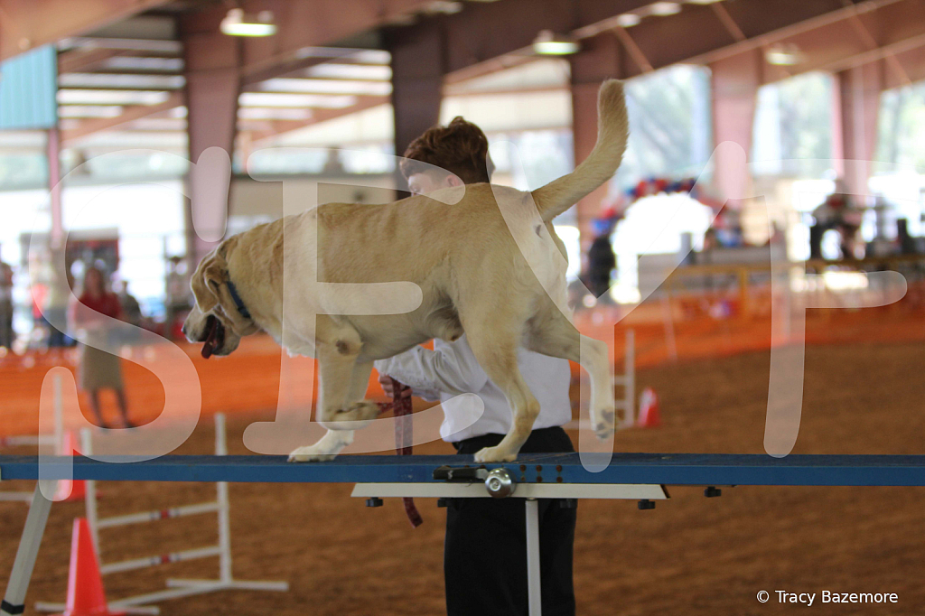 dog1042