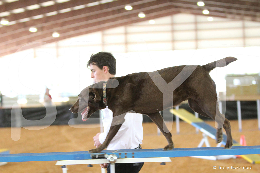 dog1051
