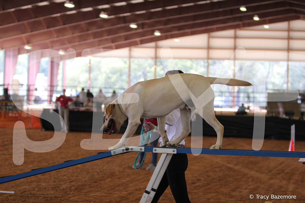 dog1056