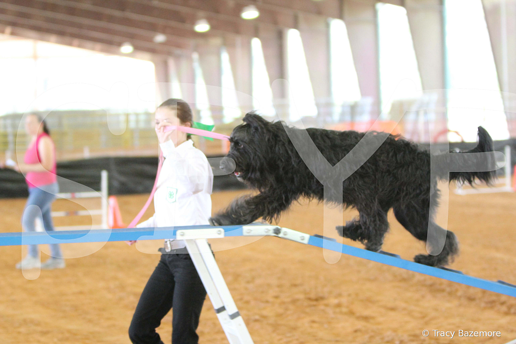 dog1068