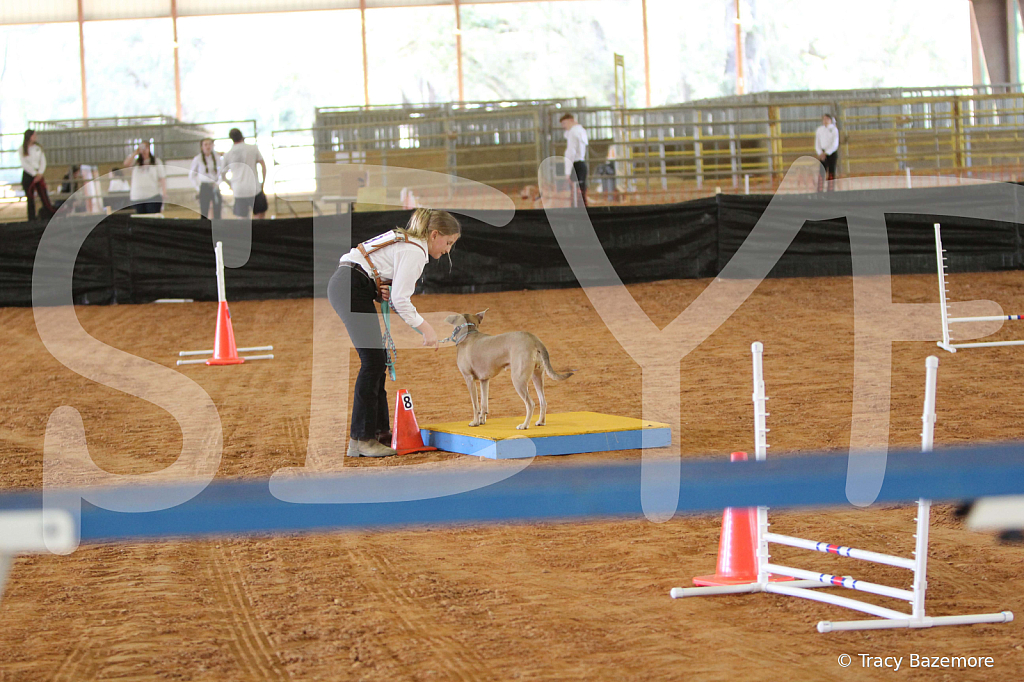dog1074