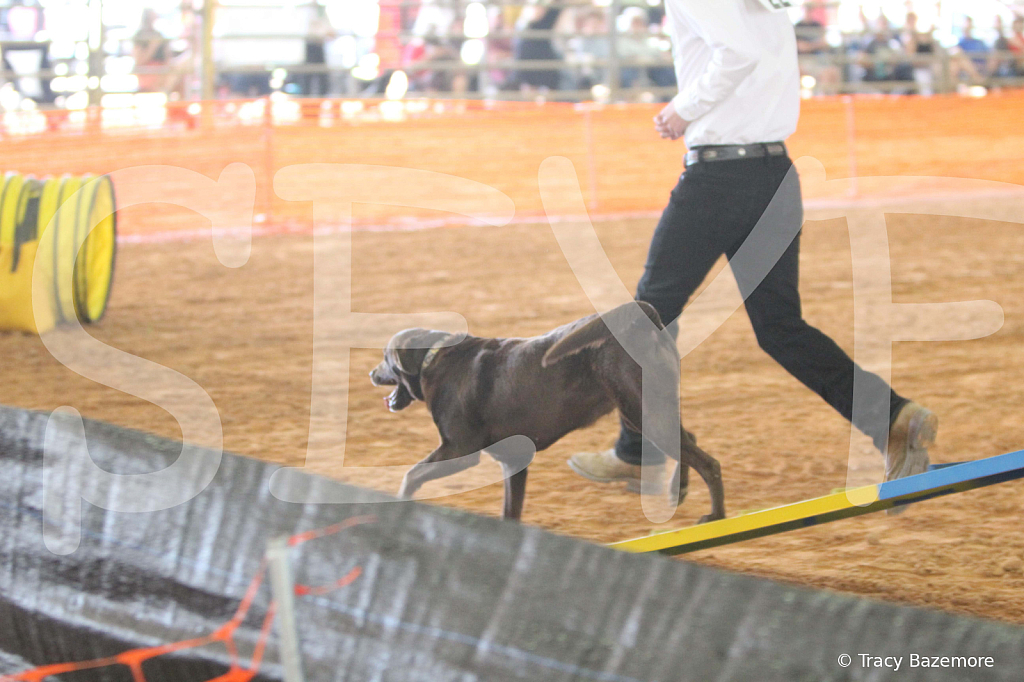 dog1077