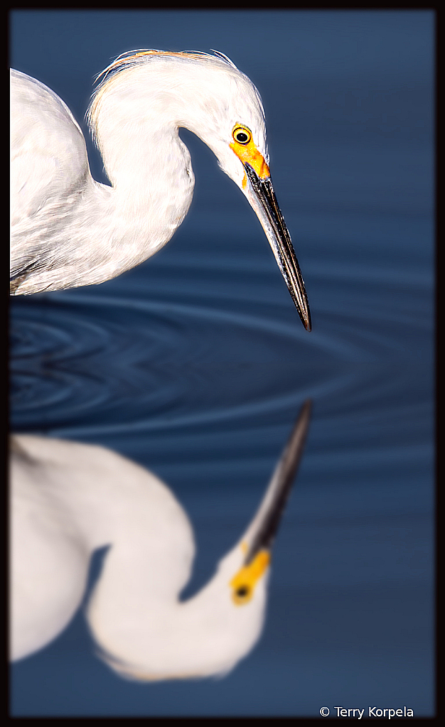 Snowy Egret