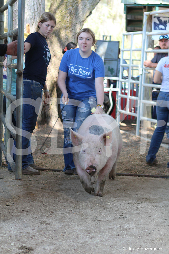 swine9052