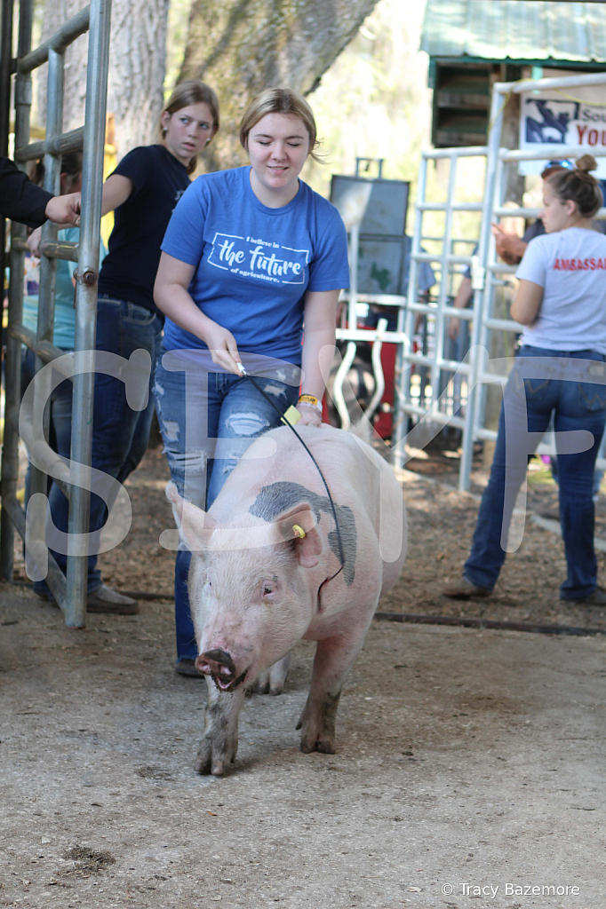 swine9053