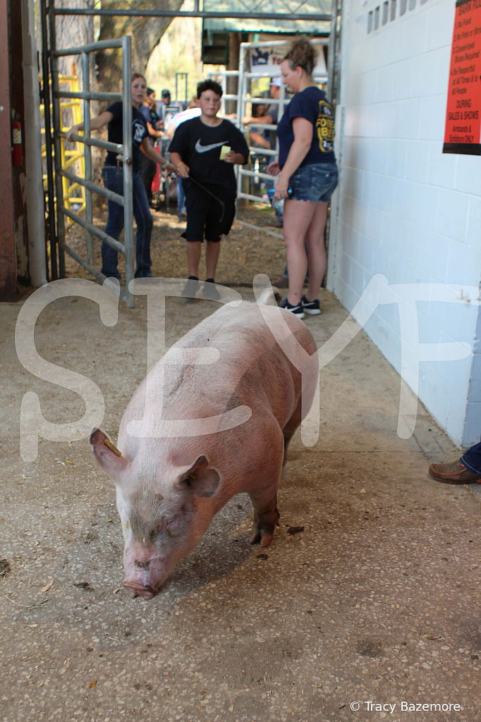 swine9054