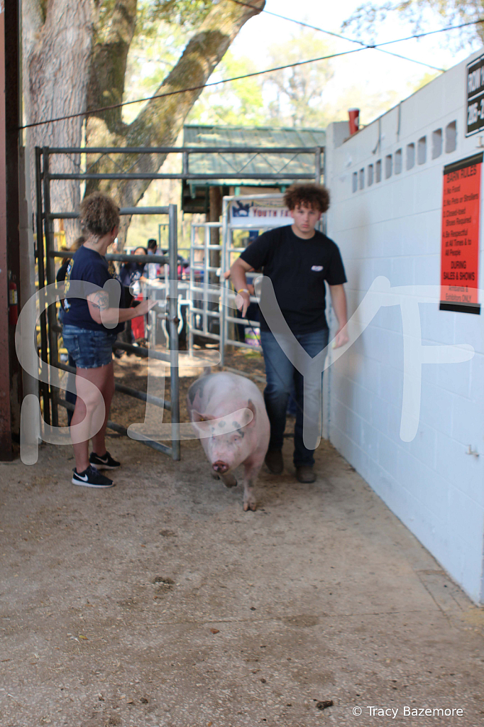swine9055
