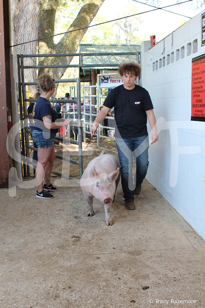 swine9056