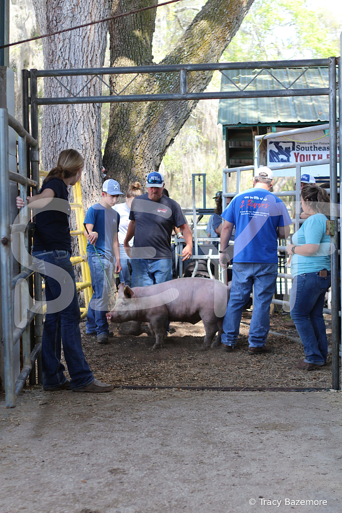 swine9058