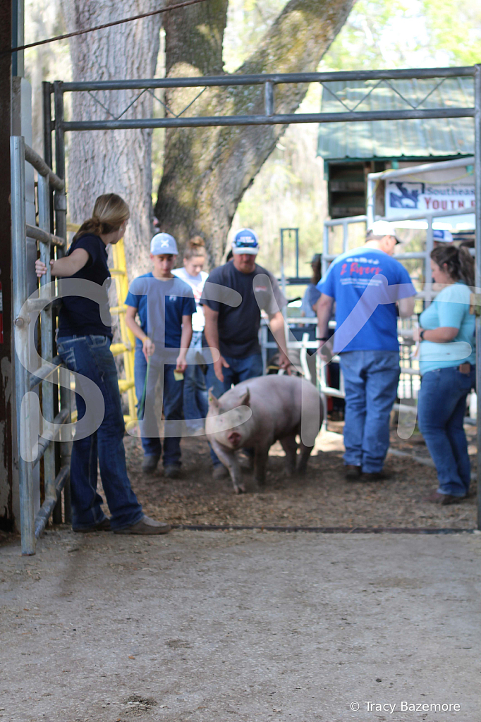 swine9059