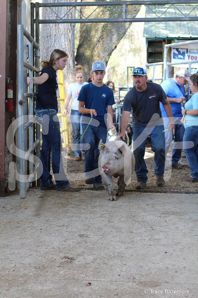 swine9060