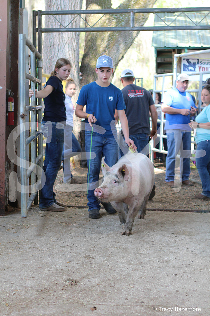 swine9062