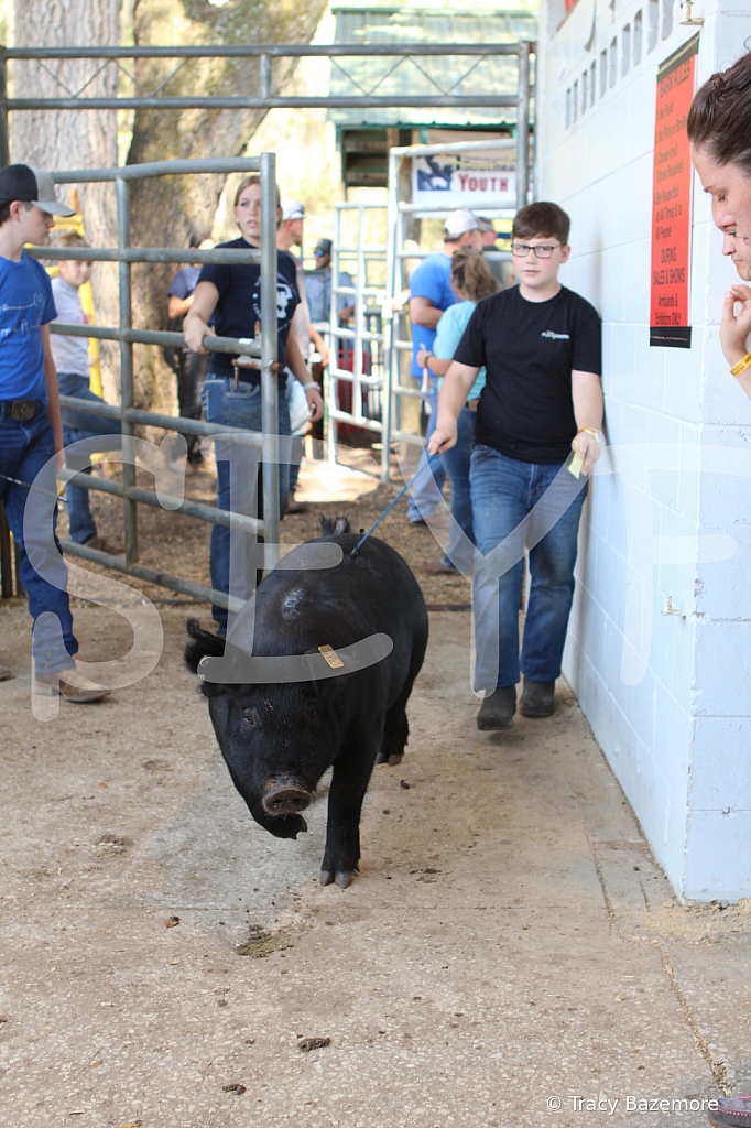 swine9063