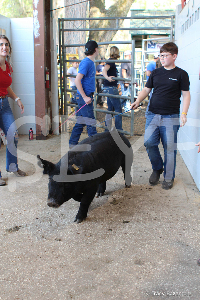 swine9064