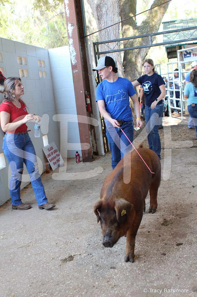 swine9065