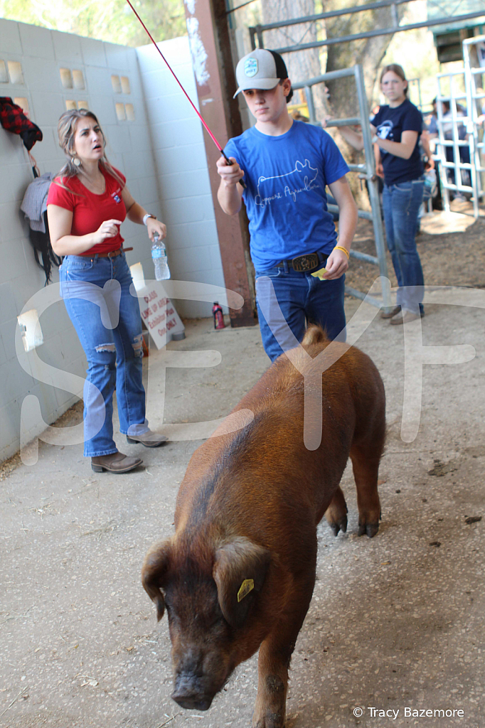 swine9066