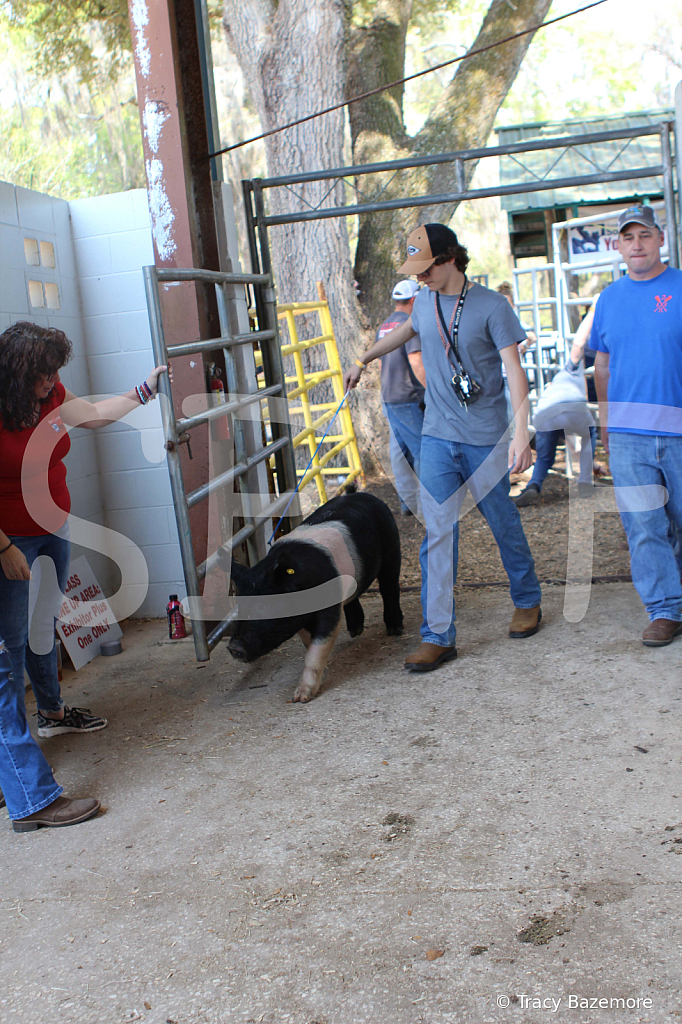 swine9069