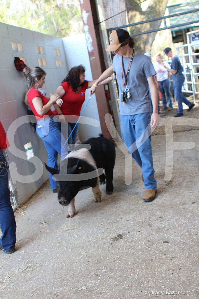 swine9070