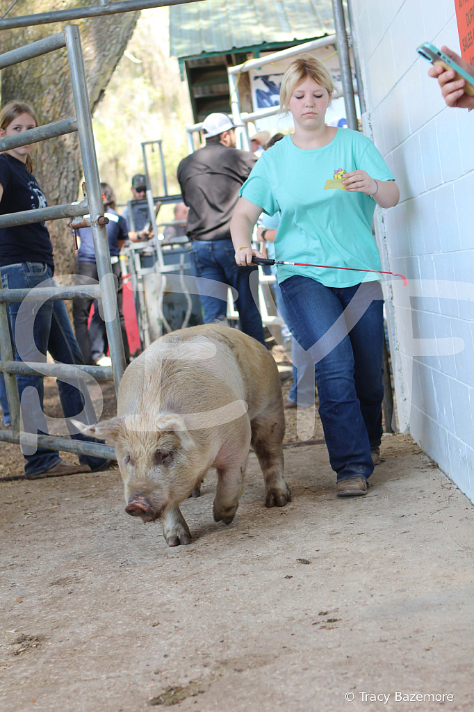 swine9072