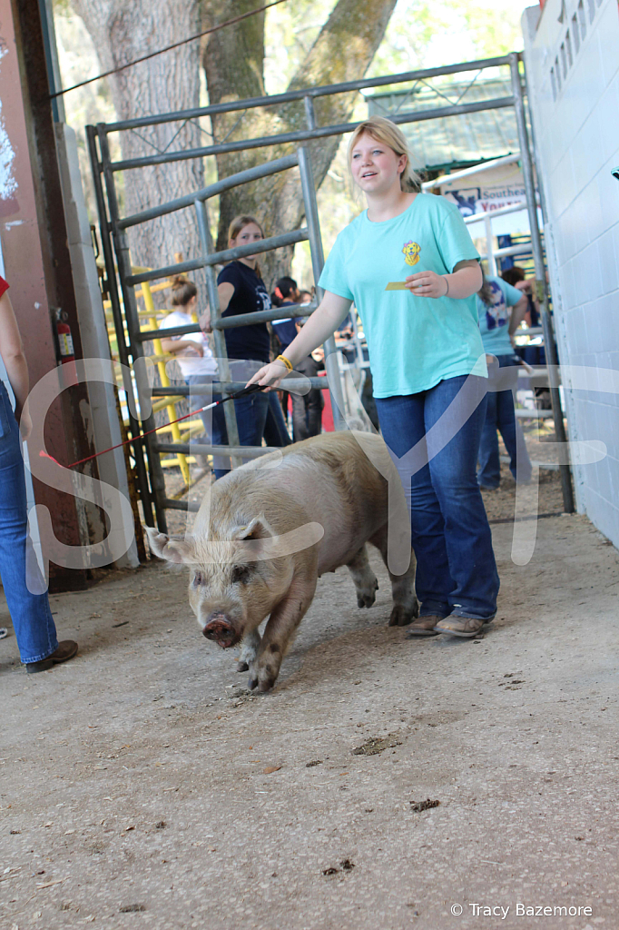swine9073
