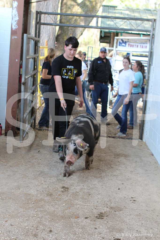 swine9076