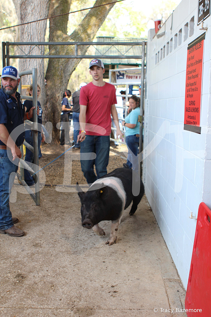 swine9077