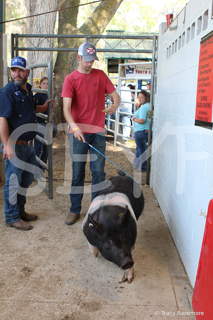 swine9078