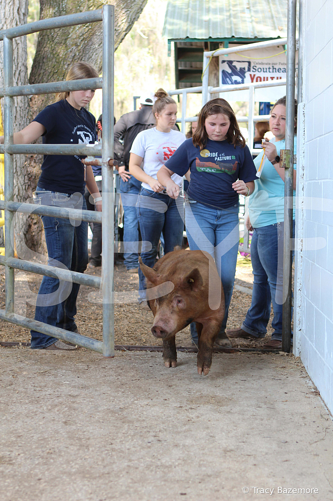 swine9079
