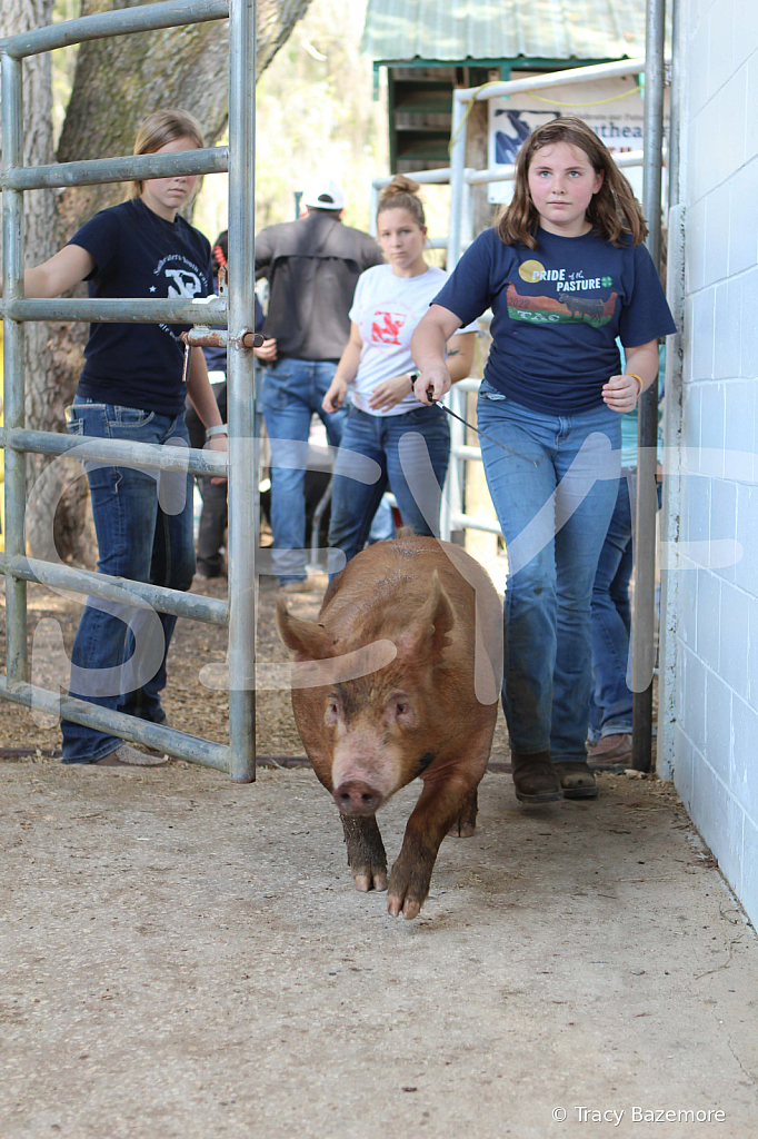 swine9080