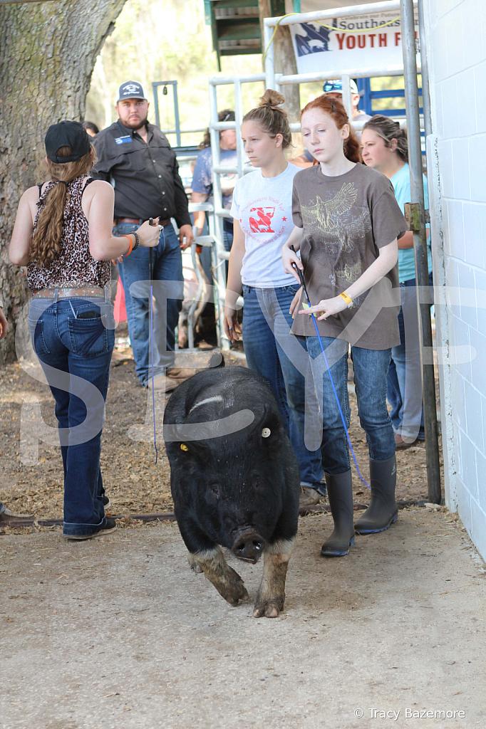 swine9083