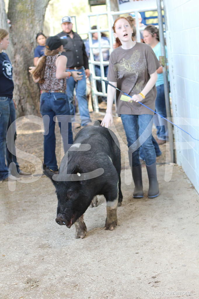 swine9084