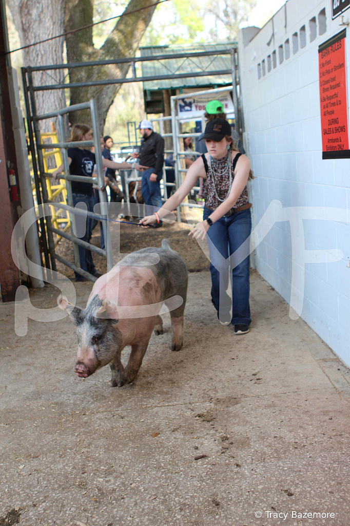 swine9085