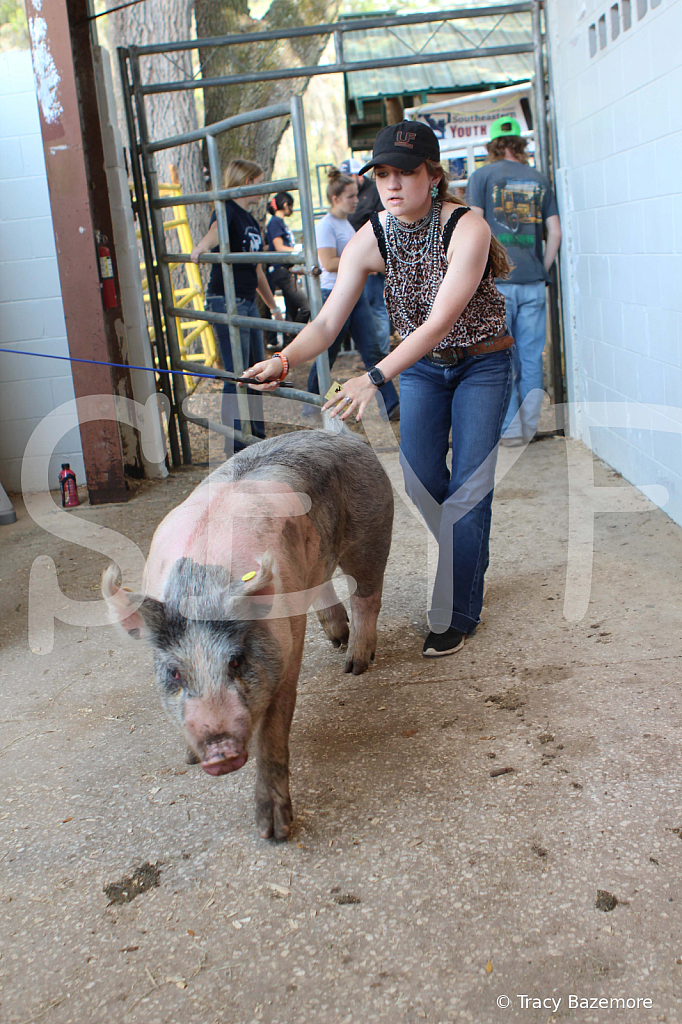 swine9086